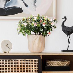 HORTICO CRAFT Wooden House Planter Round Indoor Plant Pot for House Plants with Waterproof Liner