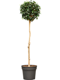 Lush Weeping Fig Ficus benjamina 'Danielle' Indoor House Plants