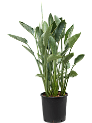 Tropical Bird of Paradise White Strelitzia Reginae Indoor House Plants