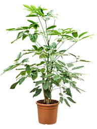 Cheerful Umbrella Tree Schefflera actinophylla 'Amate' Indoor House Plants