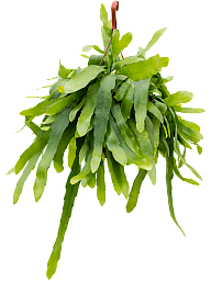 Cheerful Orchid Cactus Epiphyllum pumilum Indoor House Plants