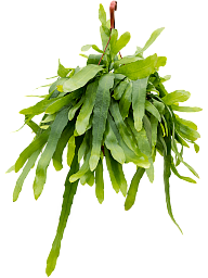 Cheerful Orchid Cactus Epiphyllum pumilum Indoor House Plants