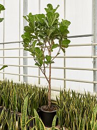 Lush Fiddle Leaf Fig Ficus lyrata Indoor House Plants