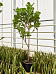Lush Fiddle Leaf Fig Ficus lyrata Indoor House Plants