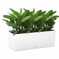 Potted House Plant Aglaonema Stripes in LECHUZA BALCONERA Color White ...