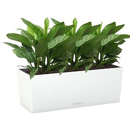 Aglaonema Stripes in LECHUZA BALCONERA Color Self-watering Planter, Total Height 45 cm