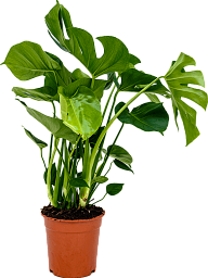 Shade-loving Swiss Cheese Plant Monstera deliciosa Indoor House Plants