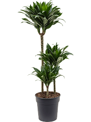Easy-Care Corn Plant Dracaena fragrans 'Compacta' Indoor House Plants