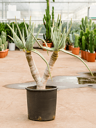 Easy-Care Quiver Tree Aloe dichotoma (100-120) Tall Indoor House Plants Trees