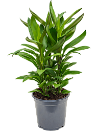 Vibrant Ti Plant Cordyline fruticosa' Glauca' Indoor House Plants