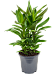 Vibrant Ti Plant Cordyline fruticosa' Glauca' Indoor House Plants