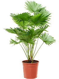 Foot Stool Palm Livistona rotundifolia (2pp) Indoor House Plants