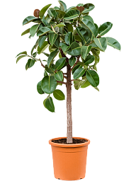 Lush Rubber Plant Ficus elastica 'Robusta' Indoor House Plants