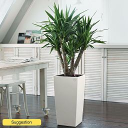 Insta-friendly Spineless Yucca elephantipes Tall Indoor House Plants Trees