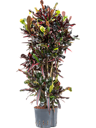 Striking Croton (Codiaeum) variegatum 'Mammi' Indoor House Plants