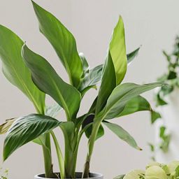 Aspidistra in LECHUZA CARARO Self-watering Planter, Total Height 120 cm