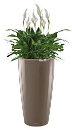 Blooming Spathiphyllum Chopin Lux in LECHUZA RONDO Self-watering Planter, Total Height 140 cm