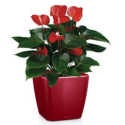 LECHUZA Quadro LS Square Poly Resin Self-watering Planter