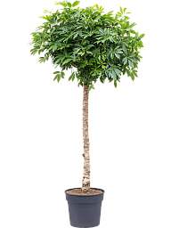 Easy-Care Umbrella Tree Schefflera arboricola 'Compacta' Tall Indoor House Plants Trees