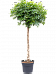 Easy-Care Umbrella Tree Schefflera arboricola 'Compacta' Tall Indoor House Plants Trees