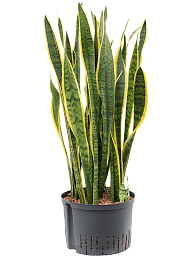 Elegant Snake Plant Sansevieria trifasciata 'Laurentii' Indoor House Plants