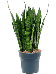 Elegant Snake Plant Sansevieria zeylanica Indoor House Plants