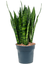 Elegant Snake Plant Sansevieria zeylanica Indoor House Plants