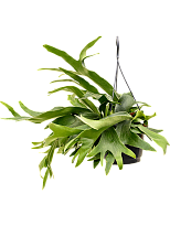 Lush Staghorn Fern Platycerium bifurcatum Indoor House Plants W35 H(40...