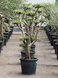 Showy Olive Olea europaea