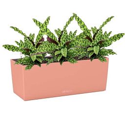 Calathea Lancifolia in LECHUZA BALCONERA Color Self-watering Planter, Total Height 60 cm
