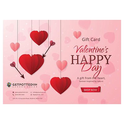 Valentine's Day Gift Certificate at Any Price