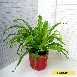 Fancy Birds Nest Fern Asplenium antiquum 'Osaka' Indoor House Plants