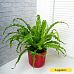 Fancy Birds Nest Fern Asplenium antiquum 'Osaka' Indoor House Plants