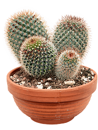 Lemon Ball Cactus Mammillaria pringlei Indoor House Plants