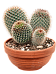 Lemon Ball Cactus Mammillaria pringlei Indoor House Plants