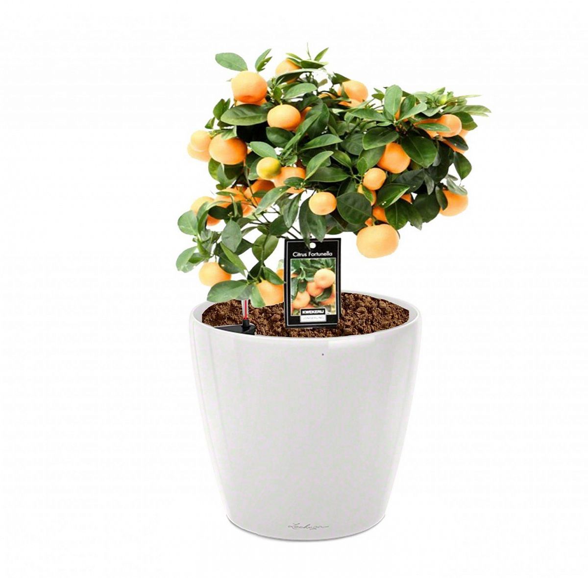 Tangerine Tree in LECHUZA CLASSICO LS Self-watering Planter, Total Height 50 cm