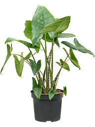Easy-Care Elephant Ear Alocasia zebrina Indoor House Plants