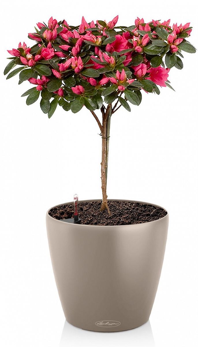 Blooming Azalea in LECHUZA CLASSICO Color Self-watering Planter, Total Height 70 cm