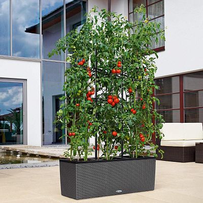 LECHUZA Trellis for TRIO