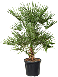 European Fan Palm Chamaerops humilis