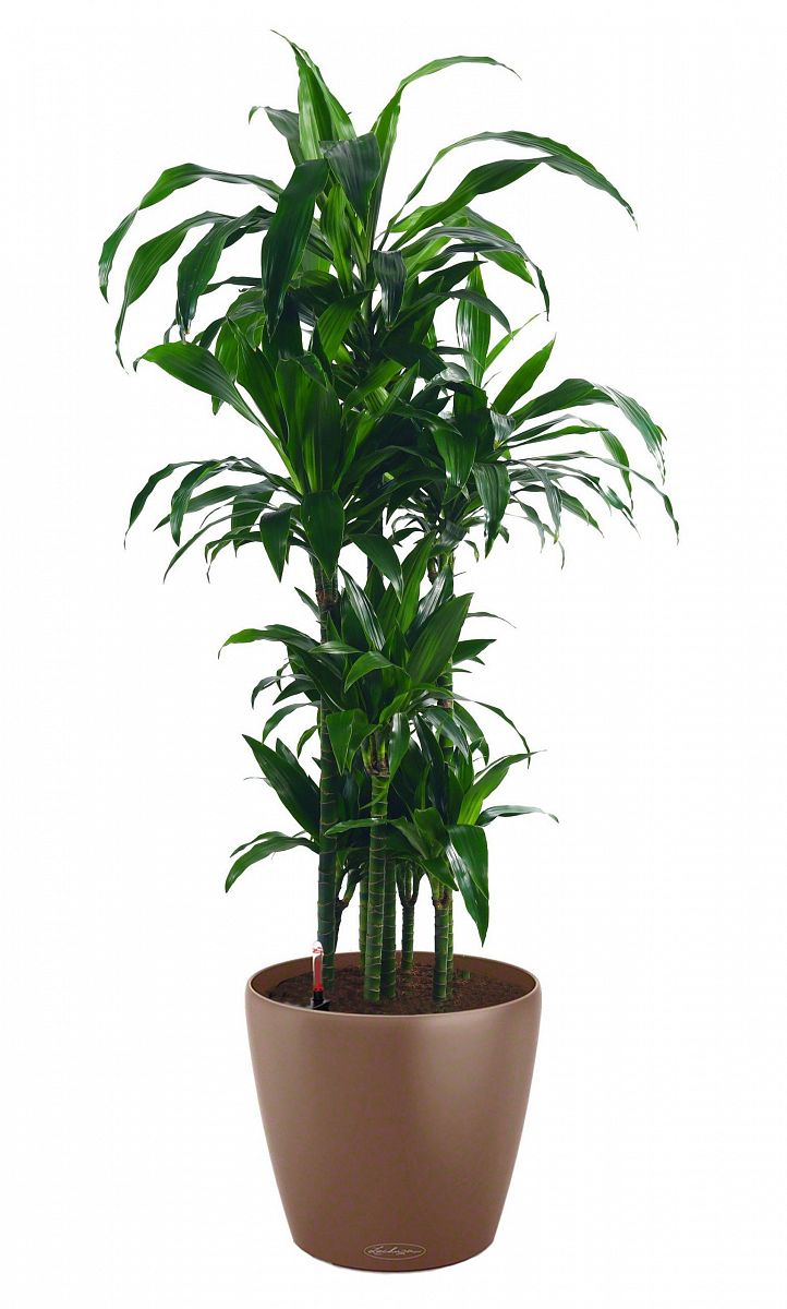Dracaena Fragrans Janet Greig in LECHUZA CLASSICO Color Self-watering Planter, Total Height 160 cm