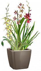 Blooming Orchids in LECHUZA QUADRO LS Self-watering Planter, Total Height 70 cm