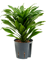 Easy-Care Corn Plant Dracaena fragrans 'Compacta' Indoor House Plants