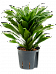 Easy-Care Corn Plant Dracaena fragrans 'Compacta' Indoor House Plants
