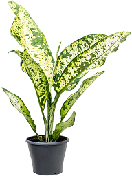 Lush Leopard Lily Dieffenbachia seguine 'Banana' Indoor House Plants
