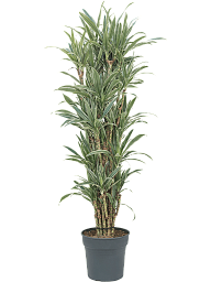 Insta-friendly Dracaena deremensis 'Warneckei' Tall Indoor House Plants Trees