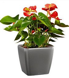 Blooming Anthurium Andraeanum Scarlet in LECHUZA QUADRO LS Self-watering Planter, Total Height 50 cm