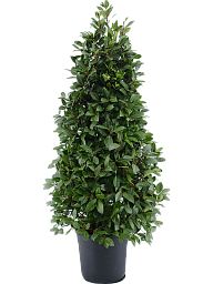 Lush Bay Tree Laurus nobilis