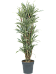 Insta-friendly Dracaena deremensis 'Warneckei' Tall Indoor House Plants Trees