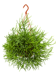 Cheerful Mistletoe Cactus Rhipsalis heteroclada Indoor House Plants